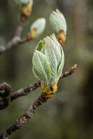 Powderberry (Sorbus aria) in bud