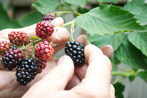 Picking blackberries by hand