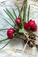 Stillleben mit Wildtulpen (Tulipa humilis) 'Tête-a-Tête' auf alter Buchseite