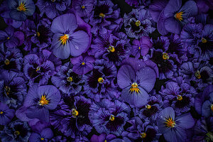 Flatlay mit blauen-violetten Stiefmütterchen (Viola cornuta)