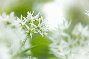 Wild garlic (Allium ursinum)