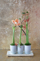 Amaryllis (Hippeastrum) in small decorative pots on a board