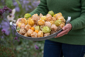 Frau hält Tablett mit Physalis