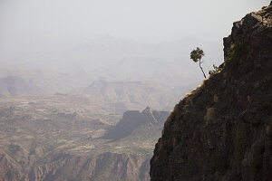 Felswand und Baum, Simien Mountains National Park; Amhara Region, Äthiopien