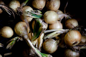 White onions on black background