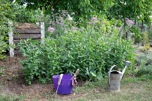 Garden bed with Patagonian verbena (Verbena bonariensis) and spider flower (Cleome spinosa), and watering can in the garden