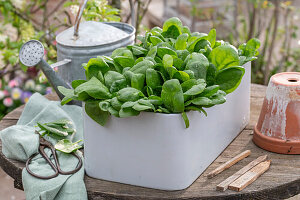 Freshly harvested spinach