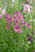 Moroccan toadflax (Linaria maroccana), flowers, close-up