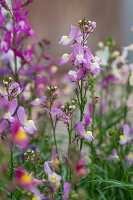 Moroccan toadflax (Linaria maroccana), flowers, close-up