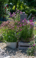 Moroccan toadflax (Linaria maroccana) sown in pots on the terrace