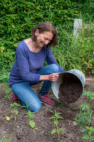 Planting a bed with Patagonian verbena (Verbena bonariensis) and spider flower (Cleome spinosa), improving the soil with compost