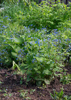 Verjüngung von Kaukasus Vergissmeinnicht (Brunnera macrophylla) im Beet nach Tonsurbildung