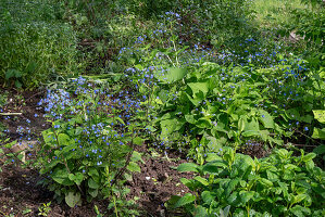 Verjüngung von Kaukasus Vergissmeinnicht (Brunnera macrophylla) im Beet nach Tonsurbildung