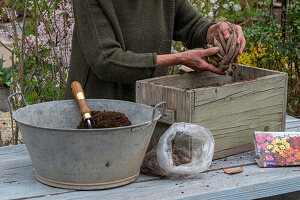 Planting insect-friendly dahlia mix (Dahlia) in wooden box, remove dahlia tubers from packaging