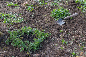 Verjüngung von Kaukasus Vergissmeinnicht (Brunnera macrophylla), nach Tonsurbildung, Einpflanzen  nach Tonsurbildung