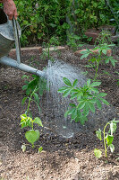 Planting and watering a bed with pre-grown young plants of Patagonian verbena (Verbena bonariensis) and spider flower (Cleome spinosa)