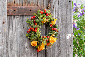 Wreath of rose hips of dog rose (Rosa canina), vinegar rose (Rosa gallica), fennel blossoms, rose blossoms hanging on a wooden door