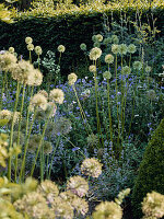 Flowering ornamental garlic plants (Allium) in a garden bed with box hedges