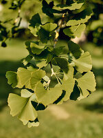 Ginkgoblätter (Ginkgo biloba) im Sonnenlicht, close-up