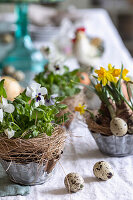 Österliche Blumengestecke mit Veilchen (Viola), Narzissen (Narcissus) und Eiern auf gedecktem Tisch