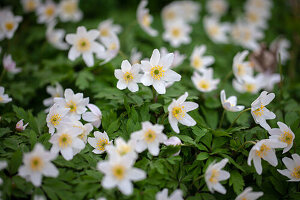 Wood anemone (Anemone nemorosa) in a natural forest environment