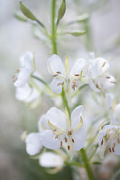 Close-up of white willowherb (Chamaenerion angustifolium 'Album')