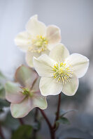 Christmas rose 'Cinnamon Snow' (Helleborus x ballardiae) close-up