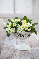 Primel (Primula vulgaris) im weißen Zierpflanzgefäß auf Holztisch