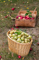 Frisch geerntete Äpfel und Birnen