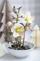 Christrosen (Helleborus) in weißer Schale mit Dekoästen und Papierbäumen