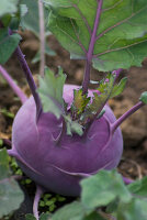 Brassica oleracea var. gongylodes 'Purple Vienna'