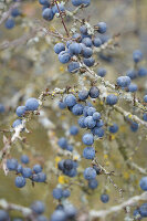 Schlehenbeeren am Strauch