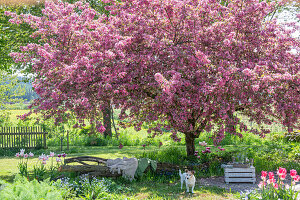 Tulpen (Tulipa) 'Holland Chic' im Beet, Sitzbank unter blühendem Zierapfel (Malus) 'Paul Hauber' mit Hund im Garten