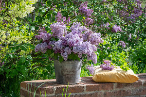 Blumenstrauß aus Fliederblüten (Syringa Vulgaris) im Eimer auf Gartenmauer neben Obstblüten, Zierapfelblüten