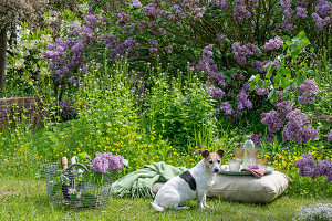 Blühender Flieder (Syringa Vulgaris) im Garten, Knoblauchsrauke, Hahnenfuss und Hund neben Kissen im Gras