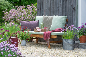 Frühsommer Terrasse mit blühendem Schnittlauch (Allium Schoenoprasum) und  Inkarnat-Klee (Trifolium incarnatum), Zierlauch (Allium)