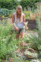 Frau schneidet Schafgarbe (Achillea) im Beet