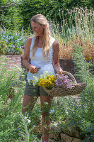 Woman cutting yarrow (Achillea), oregano (true dost) and St John's wort (Hypericum perforatum) in the garden