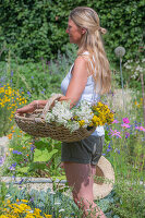 Woman cuts yarrow (Achillea), oregano (true dost) and St John's wort (Hypericum perforatum) in the garden