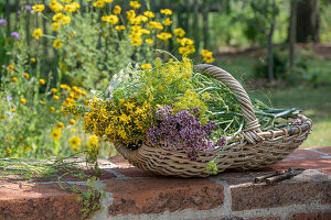 Fennel herb (Foeniculum Vulgare), oregano, St John's wort (Hypericum perforatum) in basket on garden wall