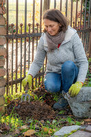 Woman gardening in autumn, wintering clematis (Clematis x jackmanii)