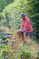 Frau mit Schubkarre bei Gartenarbeit vor einer Hainbuchenhecke (Carpinus Betulus)