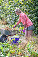 Woman with wheelbarrow gardening in front of a hornbeam hedge (Carpinus Betulus)