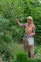 Woman harvesting cherries in enamel bucket in summer garden