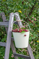 Harvested cherries (Prunus Avium) in enamel bucket hanging from ladder in summer garden