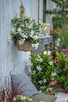 Seating area on terrace with Diplandenia (Mandevilla) in pot and hanging basket, and red lamp grass (Pennisetum advena)