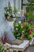 Patio seating area with Diplandenia (Mandevilla) in a pot and hanging basket, and red lamp grass (Pennisetum advena)