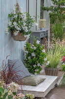 Seating area on terrace with Diplandenia (Mandevilla) in pot and hanging basket, and red lamp grass (Pennisetum advena)