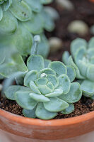 Fettblattrosette (Echeveria agavoides) in Blumenschale, Portrait