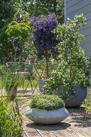 Enzianstrauch (Lycianthes rantonnetii), Sommerjasmin, patagonisches Eisenkraut und Sternmoos in Pflanzgefäßen auf der Terrasse